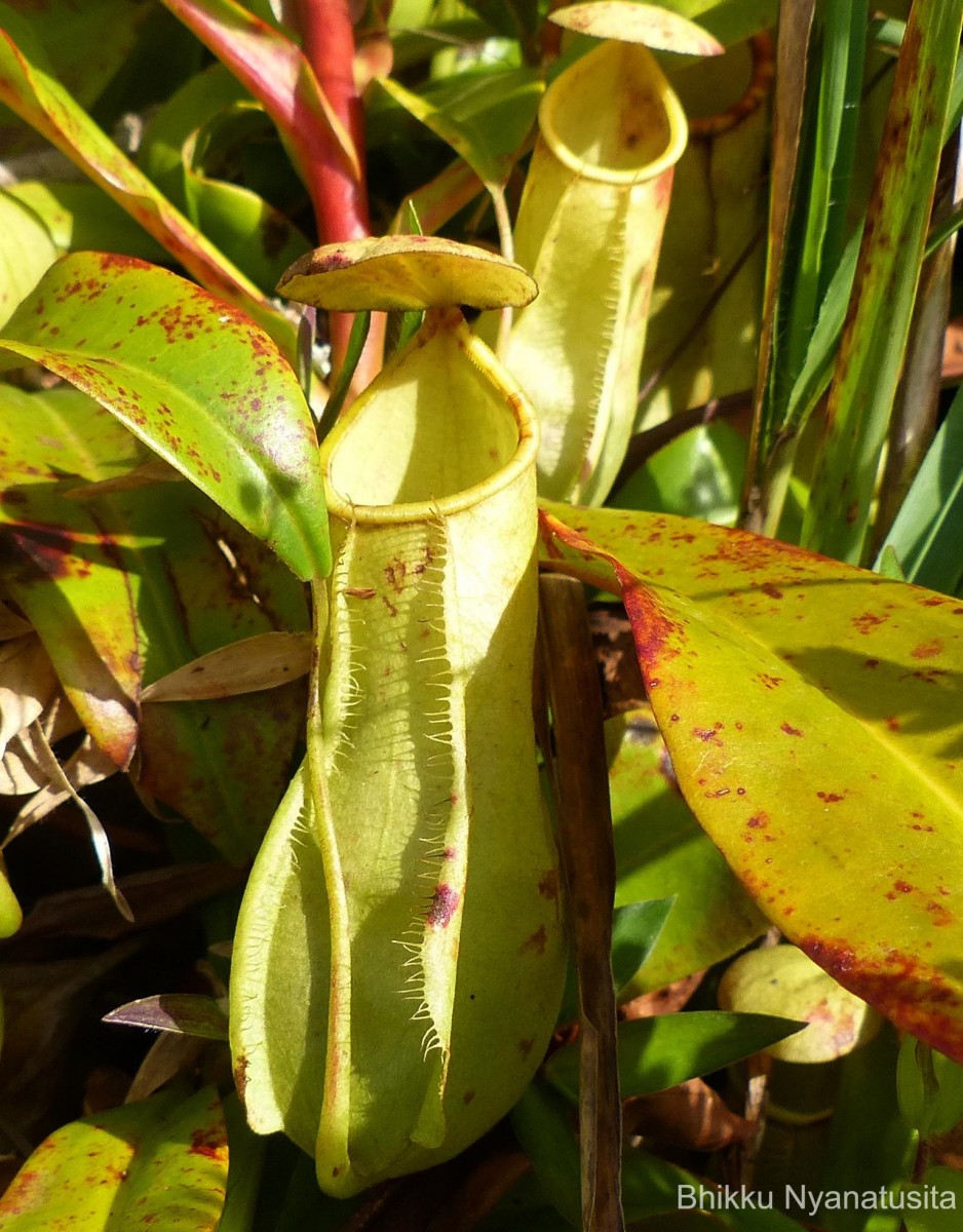 Nepenthes distillatoria L.